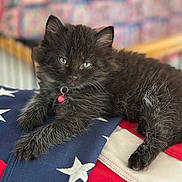 Tinder is registered to the contest to win money with this photo: kitten, black_cat, pet, collar, pink_bell, american_flag, stars, stripes, fur, cute, animal, indoor, soft_focus, close_up, resting, sleepy, domestic_cat, young, adorable, feline