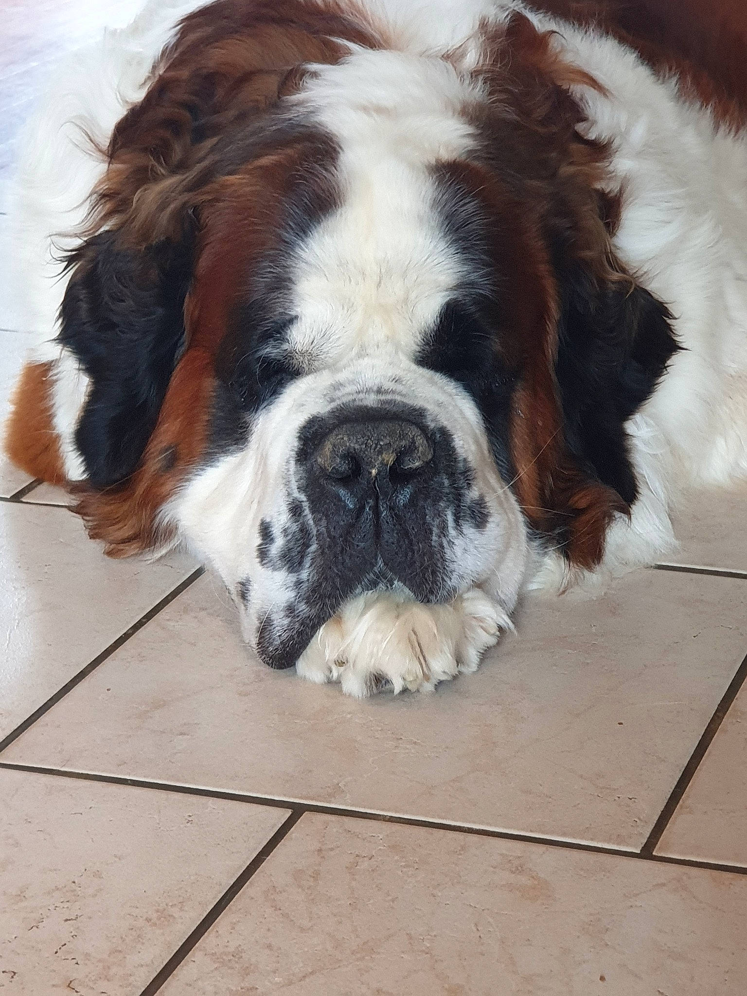 Indigo participe au concours pour gagner de l'argent avec cette photo : ancient_dog_breeds, canidae, carnivore, companion_dog, dog, dog_breed, fawn, fur, giant_dog_breed, mammal, moscow_watchdog, nose, rare_breed_dog, snout, sporting_group, st_bernard, vertebrate, working_dog