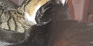 Ohana participe au concours pour gagner de l'argent avec cette photo : carnivoran, cat, cat_like_mammal, dog_breed_group, dog_like_mammal, floor, fur, mammal, small_to_medium_sized_cats, snout, tail, whiskers