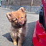 puppy, dog, animal, young, outdoor, street, car, red, fur, cute, pet, sunlight, shadow, sidewalk, expression, small, fluffy, ears, nose, pavement
