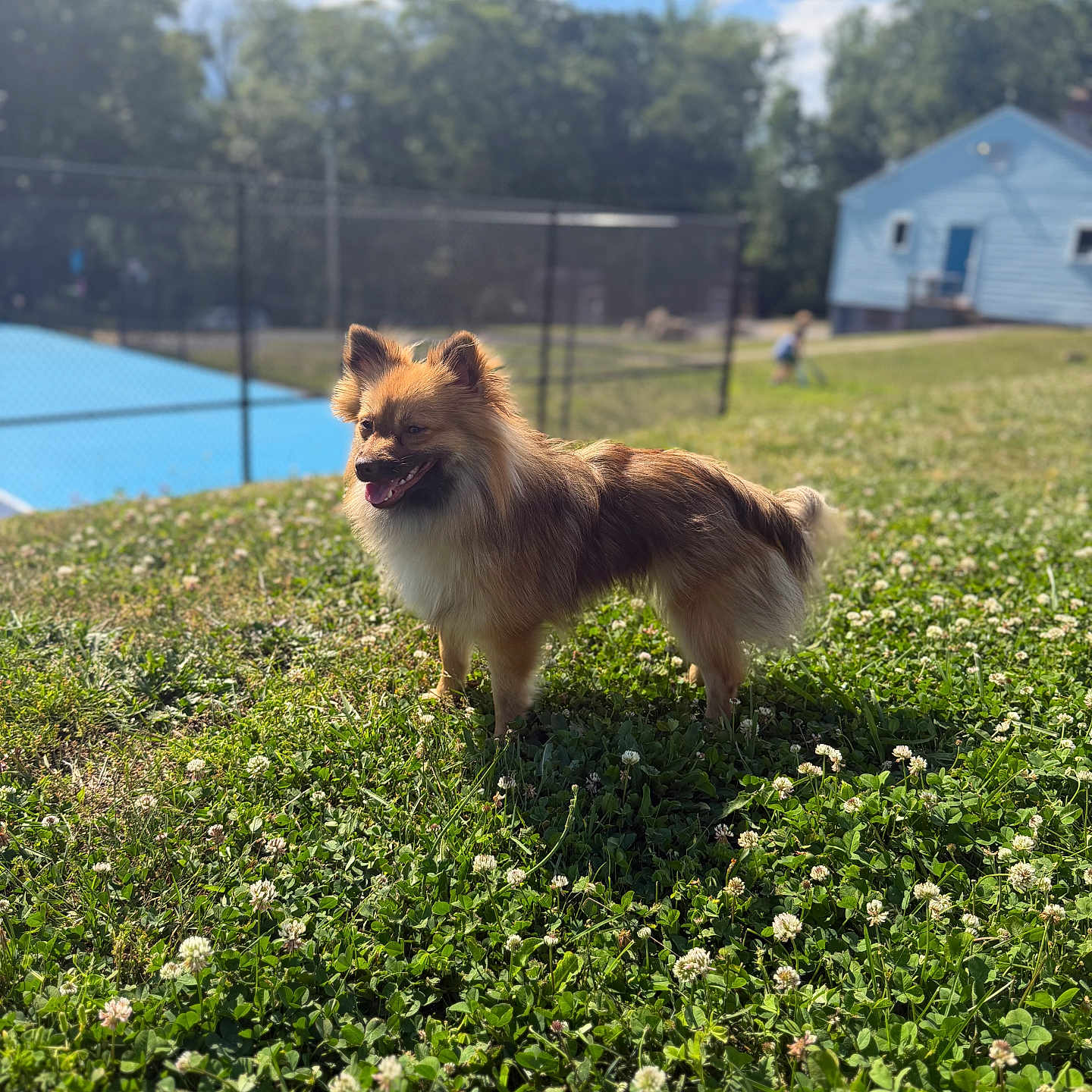 Diamond is registered to the contest to win money with this photo: dog, grass, clover, flower, sunlight, outdoor, sky, cloud, house, fence, pet, animal, happy, nature, summer, daytime, field, canine, fluffy, standing