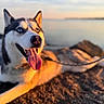animal, blue_eyes, canine, closeup, daylight, dog, happy, husky, landscape, leash, nature, outdoor, pet, portrait, relaxed, rocks, scenic, sunset, tongue_out, water