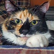 Sophie is registered to the contest to win money with this photo: cat, calico_cat, pet, feline, green_eyes, close_up, portrait, whiskers, paws, fur, tri_color, black_fur, orange_fur, white_fur, ears, indoor, blanket, lying_down, staring, cute