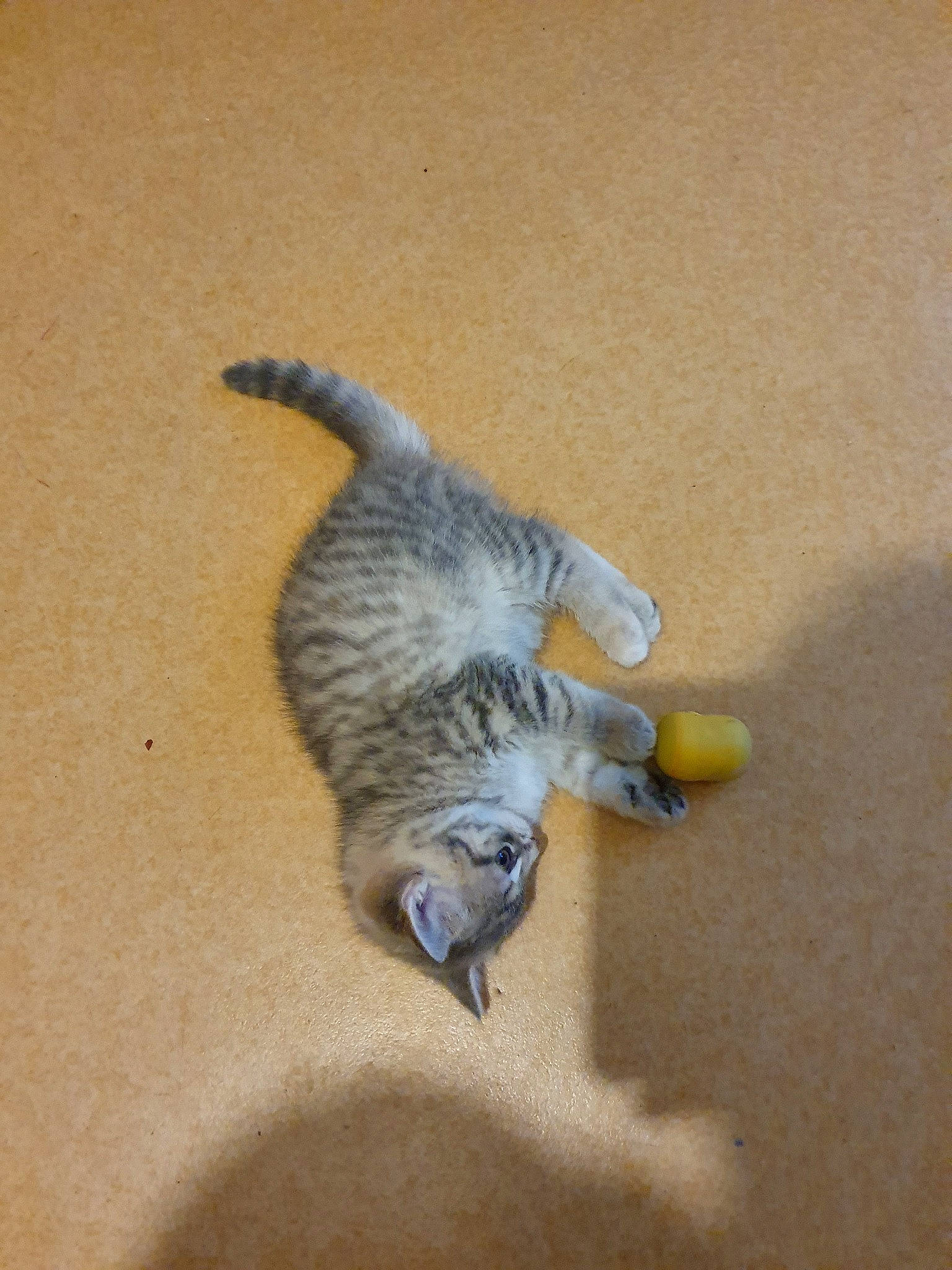 Prune a rejoint le concours — aidez-le/la à gagner de superbes lots ! carnivore, cat, claw, domestic_short_haired_cat, dragon_li, european_shorthair, felidae, kitten, ocicat, paw, savannah, small_to_medium_sized_cats, tabby_cat, tail, whiskers