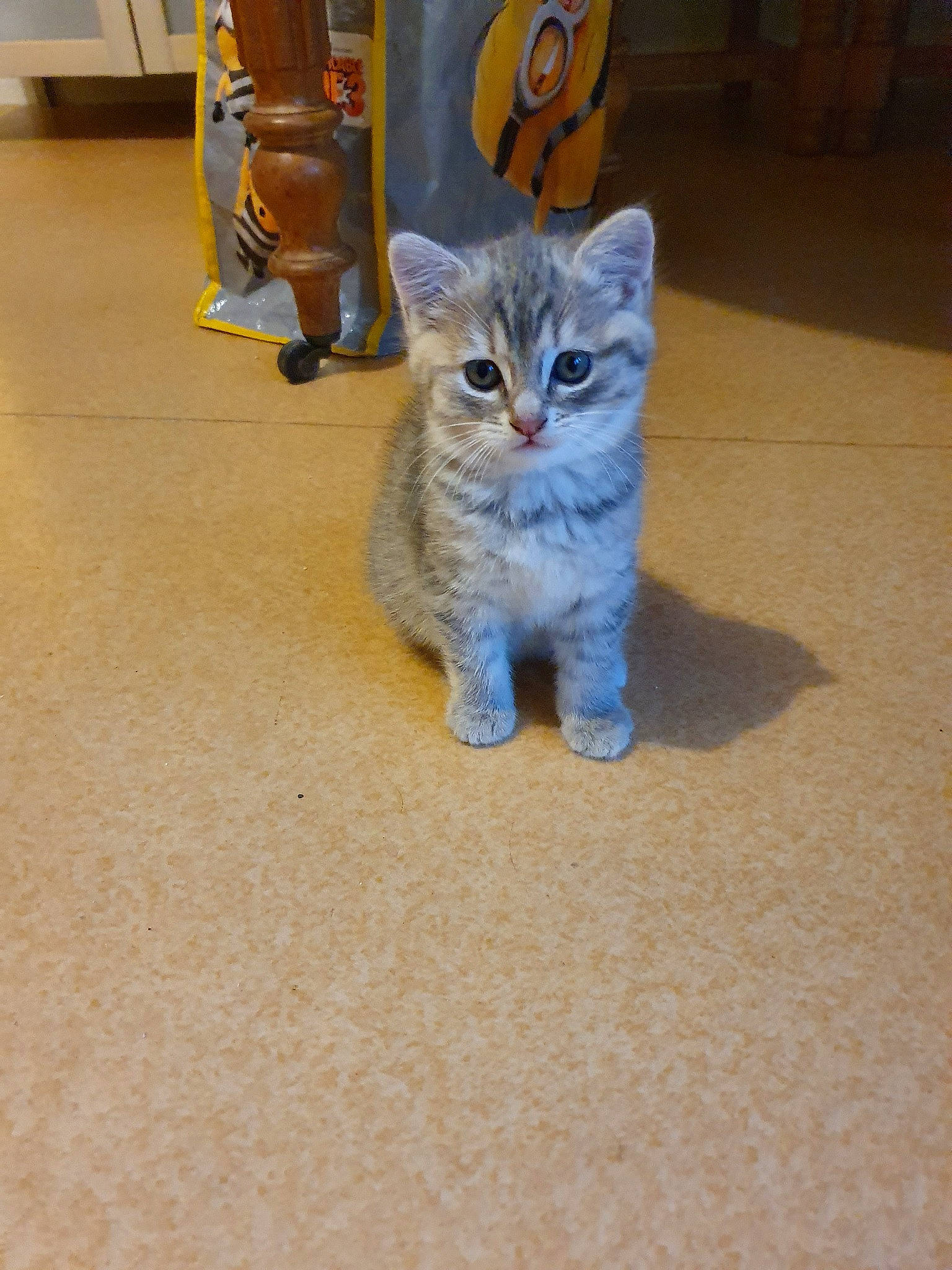 Prune a rejoint le concours — aidez-le/la à gagner de superbes lots ! american_shorthair, asian, australian_mist, british_semi_longhair, british_shorthair, carnivore, cat, chartreux, domestic_short_haired_cat, european_shorthair, eye, fawn, felidae, kitten, mammal, polydactyl_cat, small_to_medium_sized_cats, tabby_cat, vertebrate, whiskers