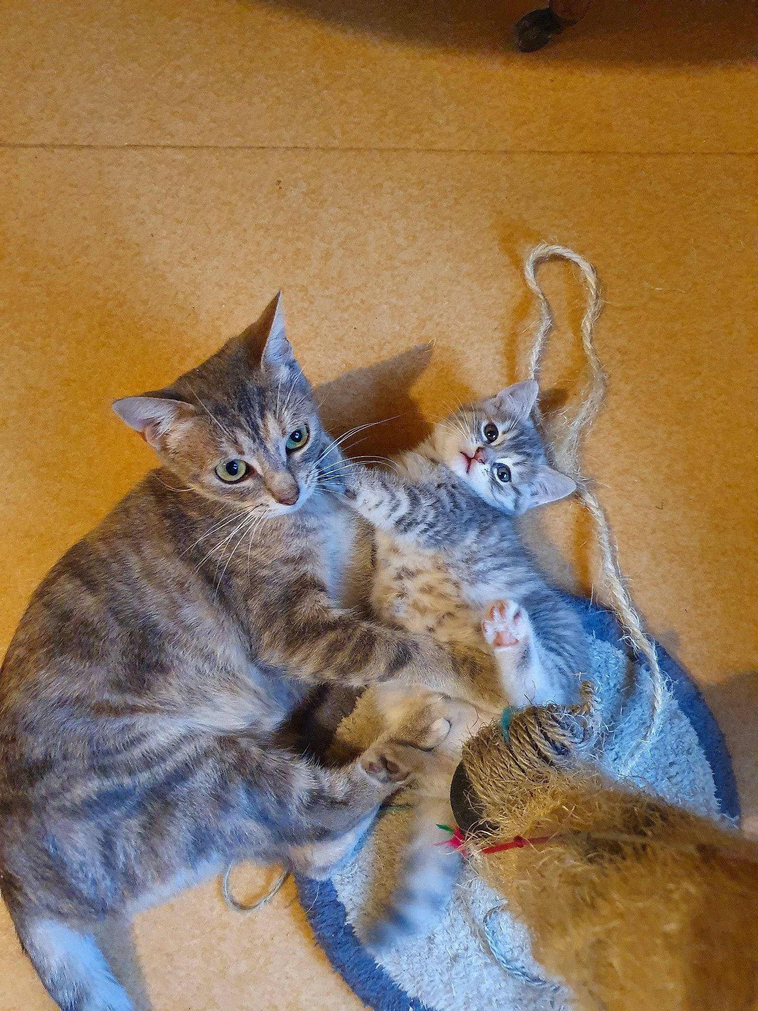 Prune participe au concours pour gagner de l'argent avec cette photo : arabian_mau, asian, california_spangled, carnivore, cat, domestic_short_haired_cat, dragon_li, egyptian_mau, european_shorthair, felidae, fur, german_rex, kitten, mammal, ocicat, pixie_bob, small_to_medium_sized_cats, tabby_cat, tail, whiskers