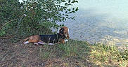 Colomby a rejoint le concours — aidez-le/la à gagner de superbes lots ! animal, beagle, bushes, calm, canine, collar, daytime, dog, grass, greenery, lake, leaves, nature, outdoor, peaceful, relaxing, resting, side_view, summer, water