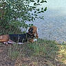animal, beagle, bushes, calm, canine, collar, daytime, dog, grass, greenery, lake, leaves, nature, outdoor, peaceful, relaxing, resting, side_view, summer, water