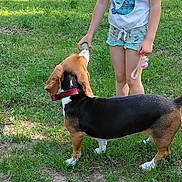 Colomby participe au concours pour gagner de l'argent avec cette photo : beagle, building, casual_clothing, child, collar, dog, grass, greenery, happy, interaction, nature, outdoor, person, pet, playing, shorts, summer, sunlight, tree, tshirt