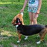 beagle, building, casual_clothing, child, collar, dog, grass, greenery, happy, interaction, nature, outdoor, person, pet, playing, shorts, summer, sunlight, tree, tshirt