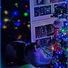 cat, christmas_tree, christmas_lights, holiday, festive, indoors, living_room, cabinet, furniture, decorations, colorful_lights, night, low_light, sitting, resting, white_cat, black_and_white, pet, smartphone_screen, home_decor