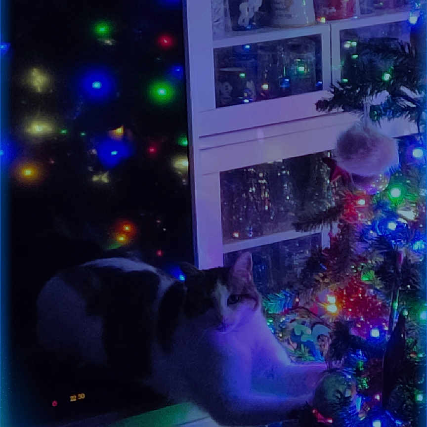 Figaro participe au concours pour gagner de l'argent avec cette photo : cat, christmas_tree, christmas_lights, holiday, festive, indoors, living_room, cabinet, furniture, decorations, colorful_lights, night, low_light, sitting, resting, white_cat, black_and_white, pet, smartphone_screen, home_decor