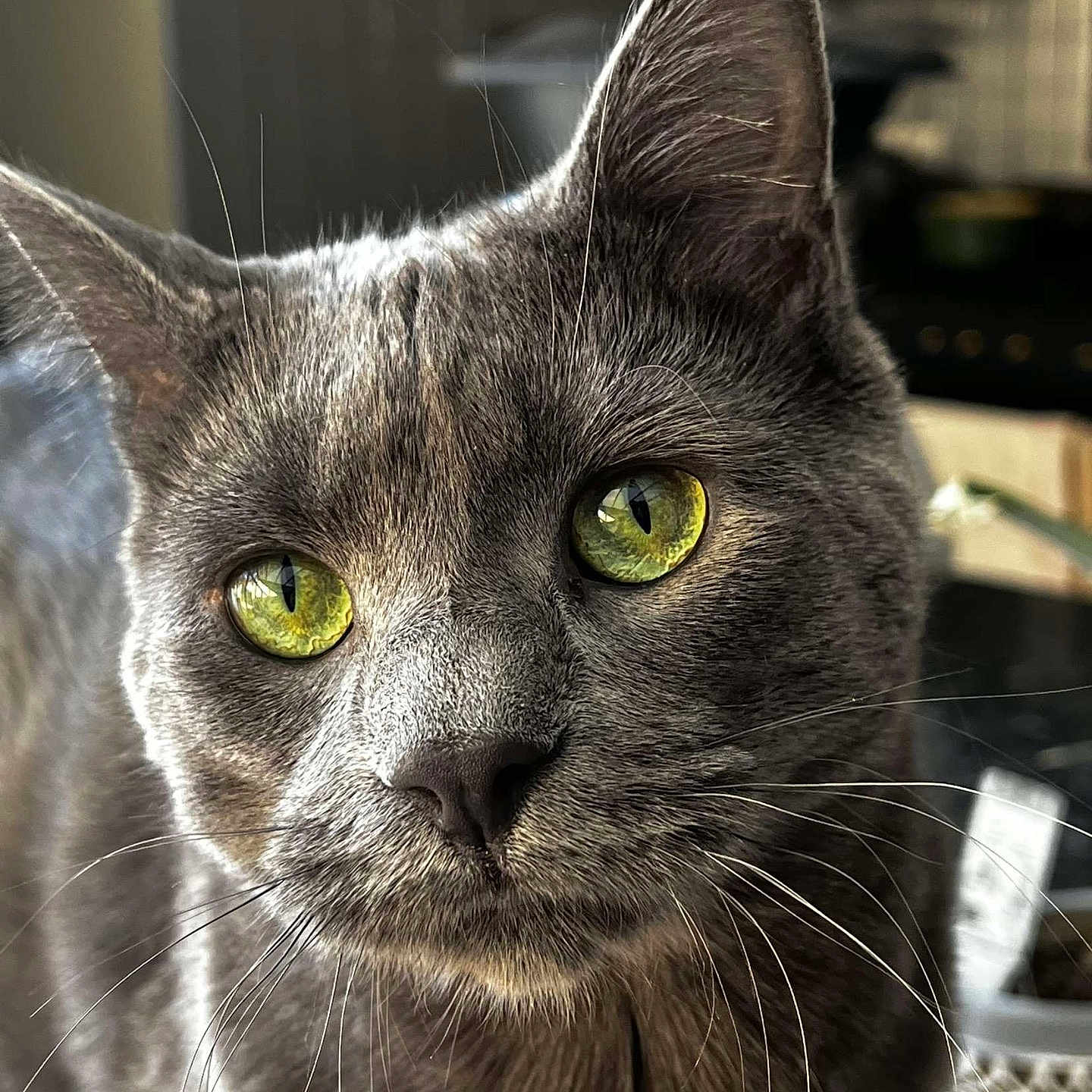 Simba participe au concours pour gagner de l'argent avec cette photo : alert, animal, blurred_background, cat, close_up, curious, cute, domestic_animal, face, feline, fur, gray_cat, indoor, mammal, pet, portrait, soft_light, whisker_detail, whiskers, yellow_eyes