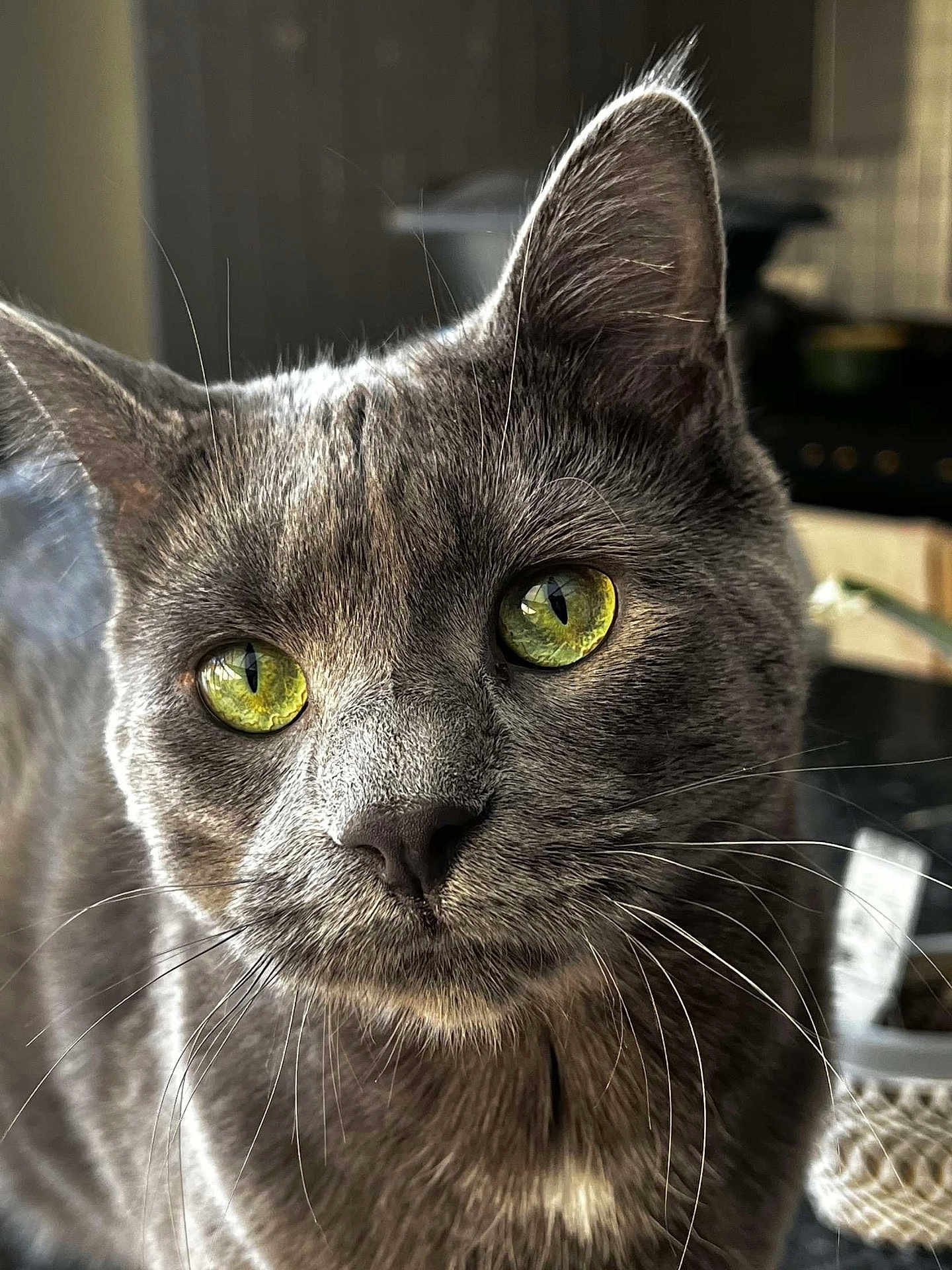 Simba participe au concours pour gagner de l'argent avec cette photo : alert, animal, blurred_background, cat, close_up, curious, cute, domestic_animal, face, feline, fur, gray_cat, indoor, mammal, pet, portrait, soft_light, whisker_detail, whiskers, yellow_eyes