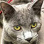 Simba a rejoint le concours — aidez-le/la à gagner de superbes lots ! alert, animal, cat, close_up, curious, domestic_cat, ears, eye_reflection, face, feline, fur_detail, gray_fur, indoor, muzzle, nose, pet, portrait, soft_texture, whiskers, yellow_eyes