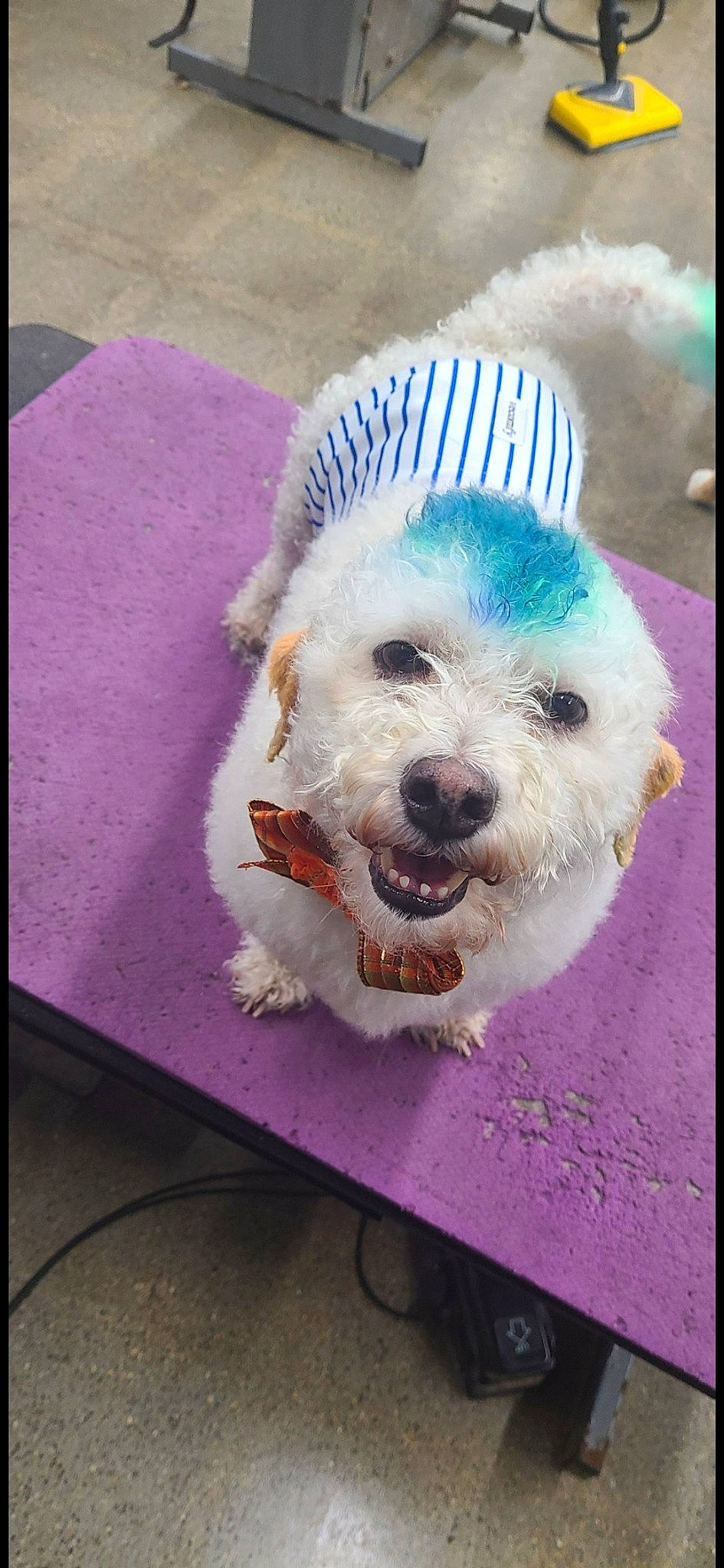 Teddy joined the competition — help win amazing prizes! art, carnivore, companion_dog, dog, dog_breed, dog_clothes, dog_collar, fur, labradoodle, magenta, paint, pink, poodle, puppy_love, rectangle, small_terrier, snout, sporting_group, terrier, toy_dog