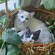 Moueza Et Swoo participe au concours pour gagner de l'argent avec cette photo : cat, kitten, pets, animal, feline, basket, window, greenery, leaf, nature, cute, cozy, resting, indoor, fur, whiskers, blue_eyes, gray_and_white, white, hanging_basket