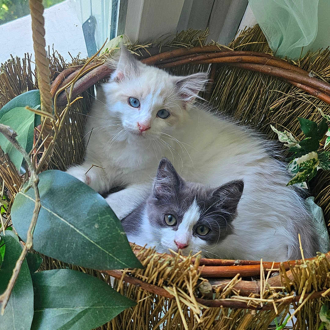 Moueza Et Swoo participe au concours pour gagner de l'argent avec cette photo : cat, kitten, pets, animal, feline, basket, window, greenery, leaf, nature, cute, cozy, resting, indoor, fur, whiskers, blue_eyes, gray_and_white, white, hanging_basket