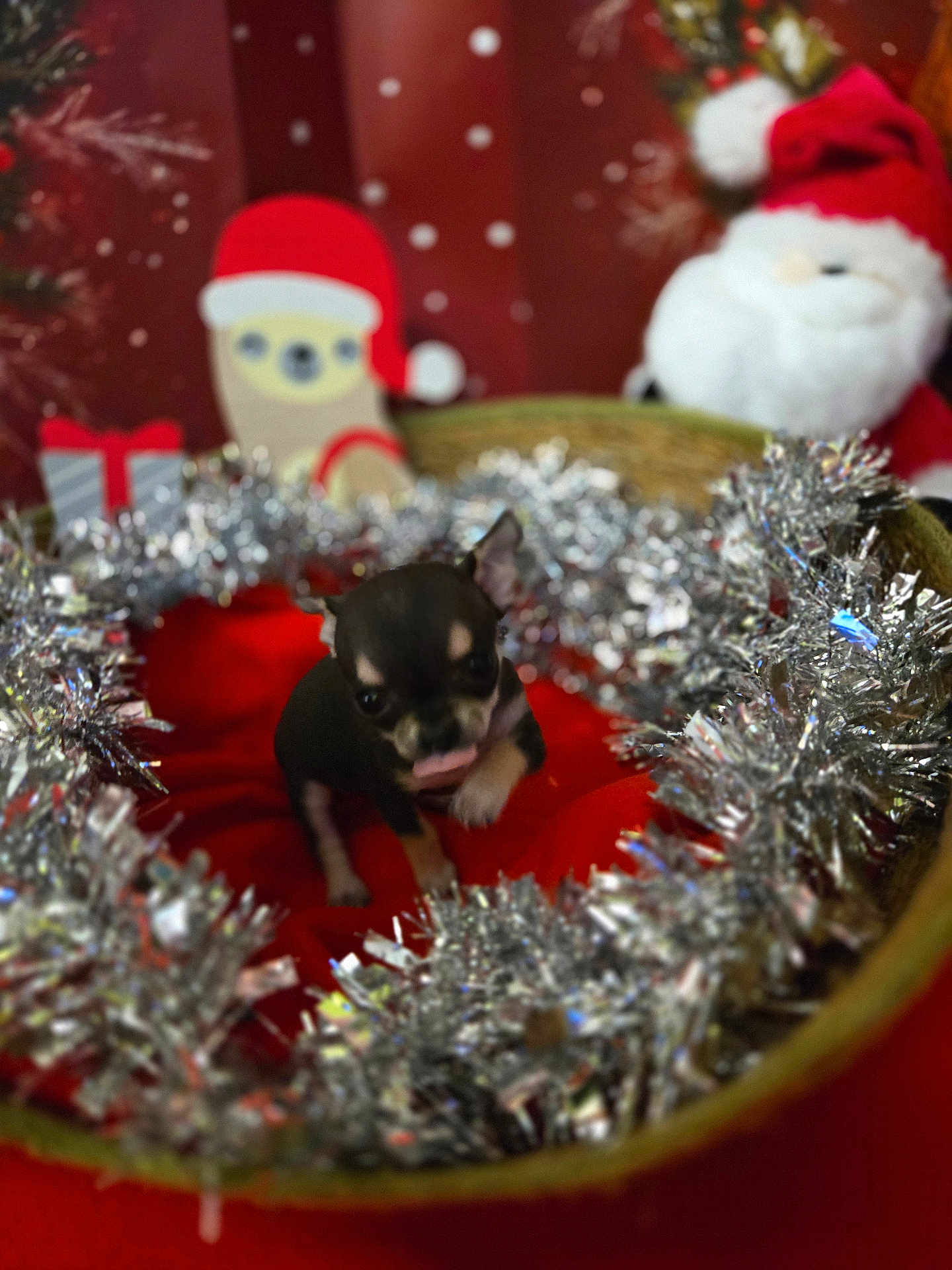 Belle participe au concours pour gagner de l'argent avec cette photo : puppy, dog, basket, tinsel, christmas, holiday, red, decorations, cute, small, festive, blurred_background, indoor, animal, pet, soft_focus, warm, celebration, ornaments, christmas_hat