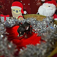 Belle a rejoint le concours — aidez-le/la à gagner de superbes lots ! puppy, dog, basket, red_blanket, silver_tinsel, christmas, holiday_decor, santa_claus, plush_toy, decorations, festive, background, indoors, cute, small_dog, black_dog, red, holiday, winter, animal