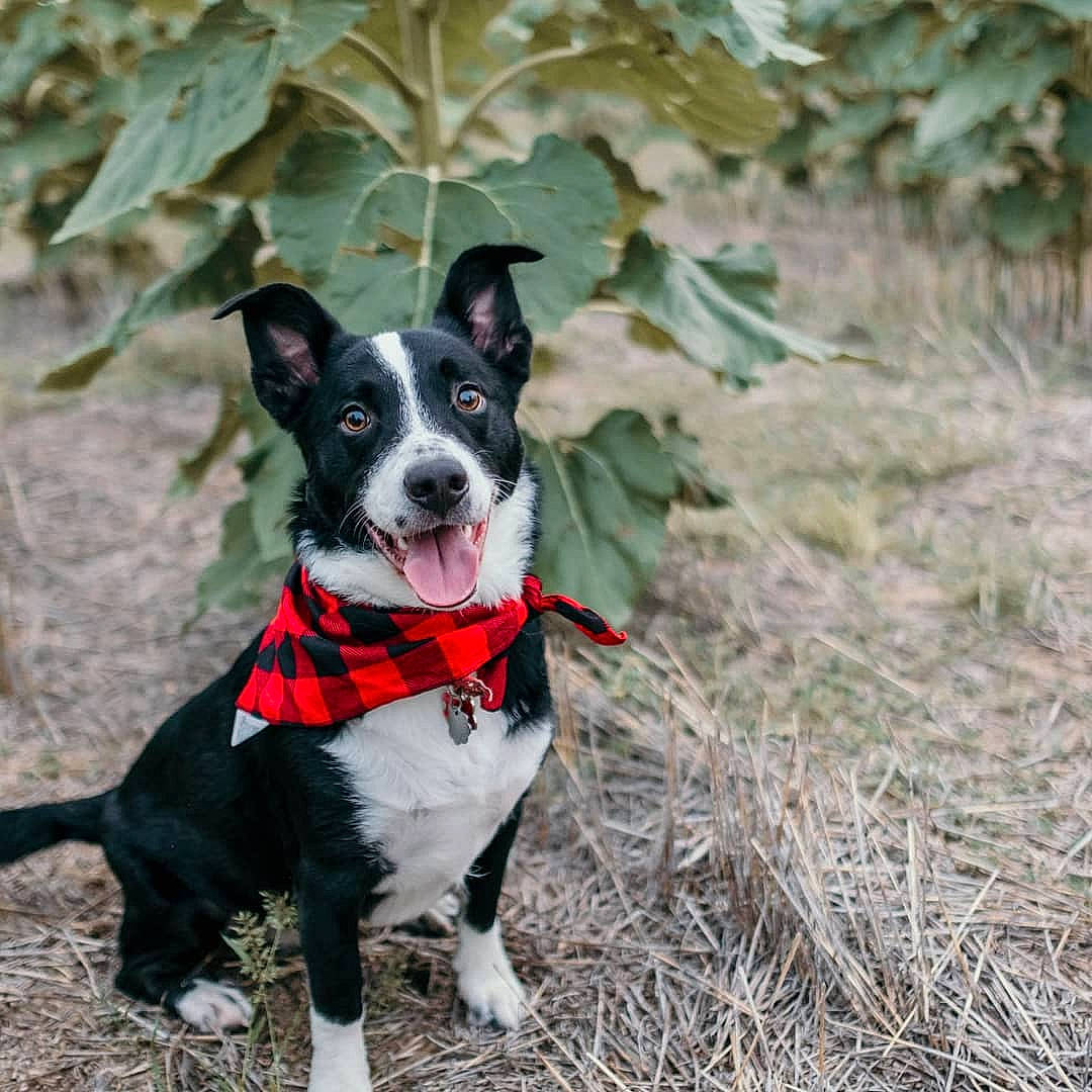 Potter joined the competition — help win amazing prizes! adventure, border_collie, canidae, carnivore, collar, dog, dog_breed, dog_collar, fashion_accessory, feist, mammal, mcnab, plant, rare_breed_dog, rat_terrier, sporting_group, teddy_roosevelt_terrier, vertebrate