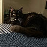 cat, black_cat, whiskers, yellow_eyes, fluffy, feline, pet, indoor, table, textured_surface, blue, white, checkered_pattern, cozy, dim_lighting, alert, animal, fur, resting, domestic_animal