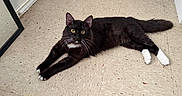 Oreo joined the competition — help win amazing prizes! alert, animal, black_cat, cat, domestic_cat, door, feline, floor, house, indoor, long_tail, looking, mirror, pet, resting, stretching, tile_floor, whiskers, white_paws, yellow_eyes
