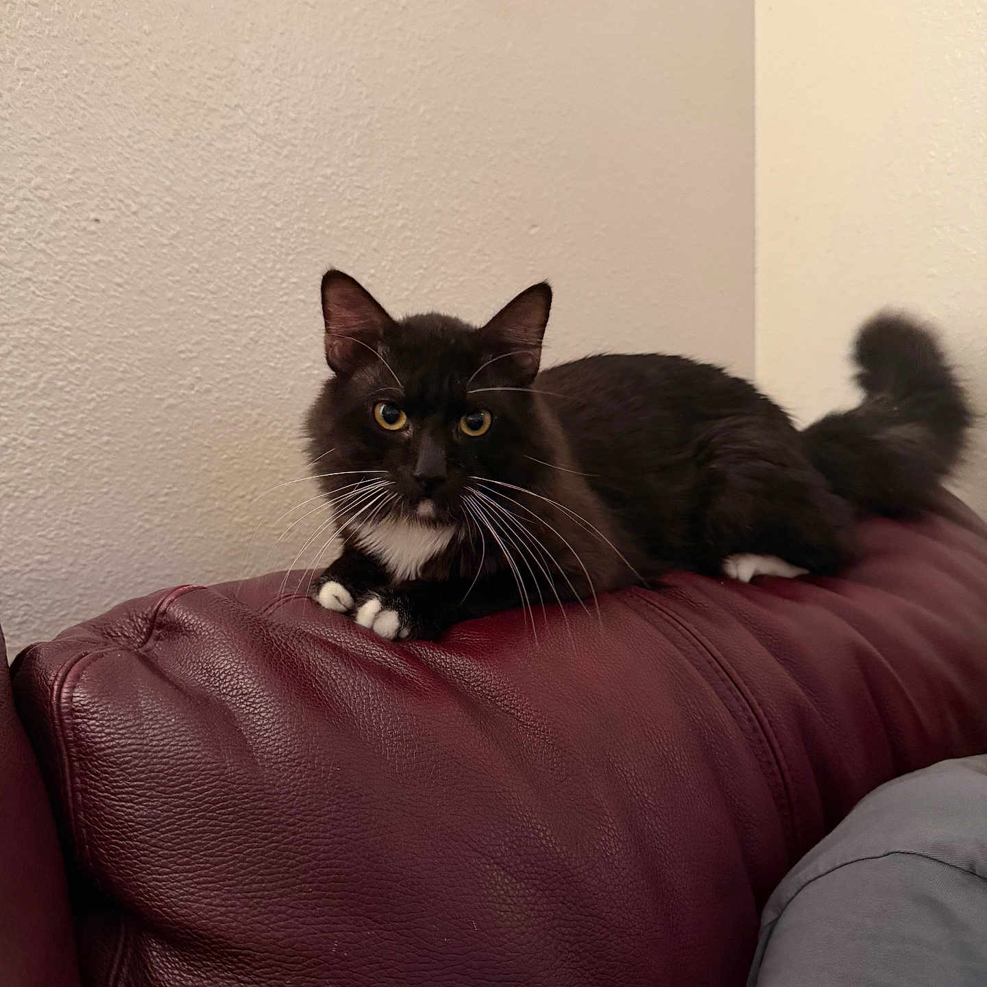 Oreo joined the competition — help win amazing prizes! cat, black_cat, white_paws, leather_couch, maroon_couch, indoor, feline, pet, alert, sitting, whiskers, tail, wall, texture, animal, domestic, fur, cute, relaxed, home