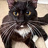 Oreo joined the competition — help win amazing prizes! animal, black_and_white, cat, close_up, curious, cute, domestic_cat, feline, floor, fur, indoor, laying_down, looking_at_camera, mammal, paws, pet, tuxedo_cat, whiskers, yellow_eyes