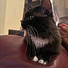 Oreo joined the competition — help win amazing prizes! cat, tuxedo_cat, black_cat, white_paws, indoor, pet, feline, whiskers, yellow_eye, closeup, leather, maroon, relaxed, sitting, fur, side_view, window, blurred_background, animal, cute