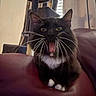 Oreo is registered to the contest to win money with this photo: cat, tuxedo_cat, black_cat, white_paws, whiskers, yawning, leather_surface, cat_tree, indoor, window_blinds, pet, feline, animal, cute, domestic_cat, fur, relaxed, home, portrait, mammal