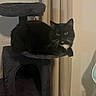 cat, black_cat, cat_tree, indoor, curtains, feline, pet, domestic_animal, yellow_eyes, whiskers, black_fur, white_fur, relaxing, perched, furniture, household, cozy, looking, animal, mammal