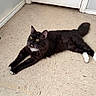 Oreo joined the competition — help win amazing prizes! animal, black_cat, cat, curious, cute, domestic_cat, feline, floor, household, indoor, looking_up, mirror, pet, relaxed, stretching, tail, tile_floor, whiskers, white_paws, yellow_eyes