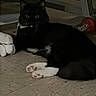 cat, black_cat, white_paws, indoor, floor, furniture, wheel, curious, pet, animal, resting, whiskers, tile_floor, domestic_cat, flooring, relaxed, looking, quiet, shadow, home
