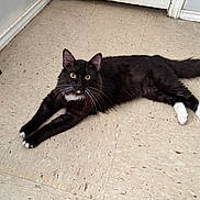Oreo joined the competition — help win amazing prizes! alert, animal, black_cat, cat, cute, domestic_animal, feline, floor, four_legs, indoor, long_tail, looking_at_camera, mirror, pet, relaxed, stretching, tile_floor, whiskers, white_paws, yellow_eyes