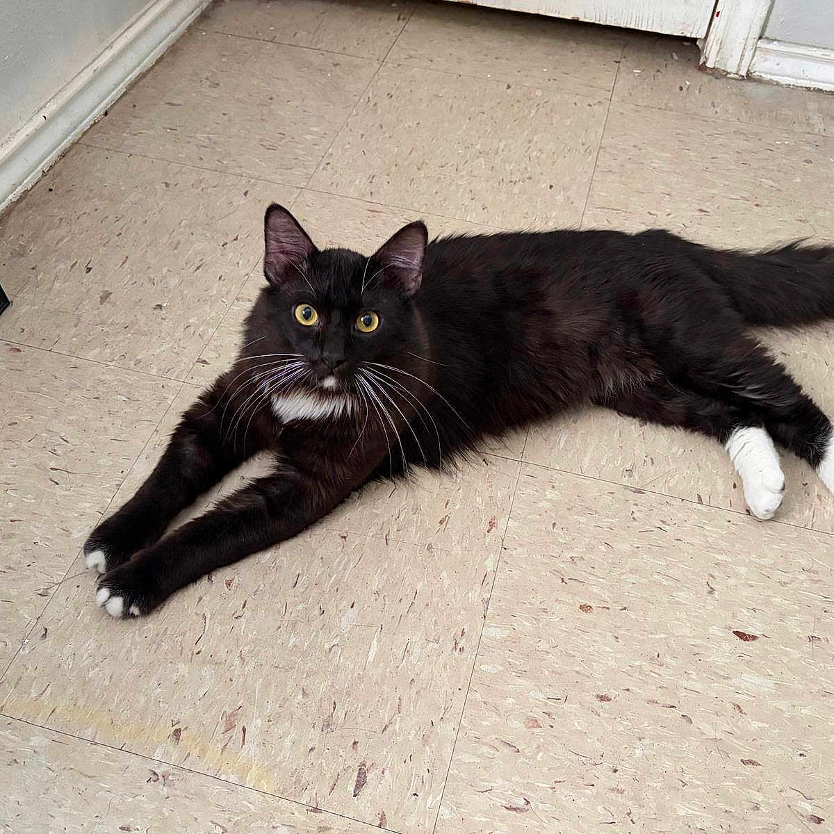 Oreo