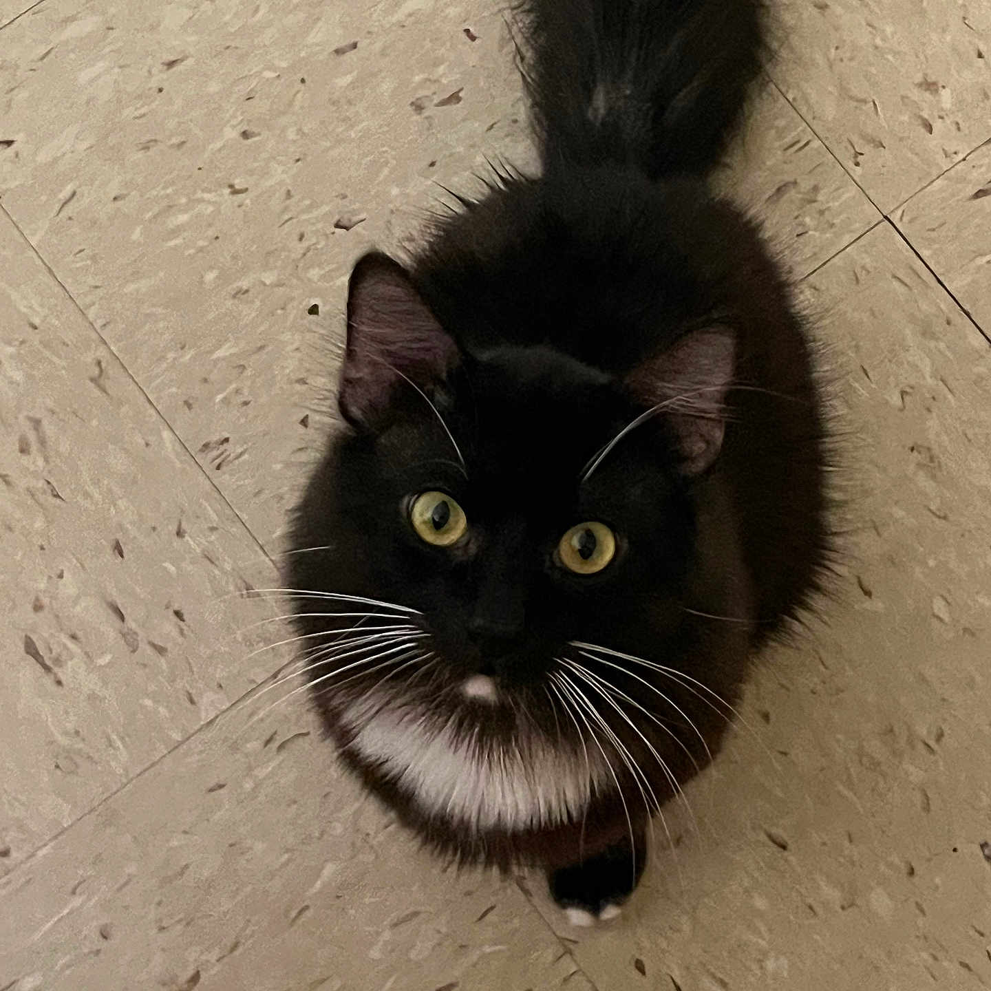 Oreo