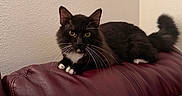Oreo joined the competition — help win amazing prizes! cat, black_cat, white_paws, yellow_eyes, leather_couch, maroon_couch, indoor, pet, feline, whiskers, tail, resting, looking, curious, animal, domestic_cat, cozy, fur, wall, household