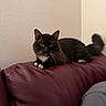 cat, black_cat, white_paws, yellow_eyes, leather_couch, maroon_couch, indoor, pet, feline, whiskers, tail, resting, looking, curious, animal, domestic_cat, cozy, fur, wall, household