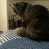 cat, black_cat, fur, tongue, table, checkered_tablecloth, tail, indoor, furniture, ceiling_fan, home, pet, animal, cute, fluffy, domestic_cat, sitting, looking_down, cozy, whiskers