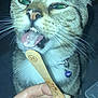 Cookie participe au concours pour gagner de l'argent avec cette photo : cat, tabby, close_up, licking, tongue, cream, wooden_stick, hand, collar, bell, pet, indoor, whiskers, fur, animal, cute, domestic, face, green_eyes, night