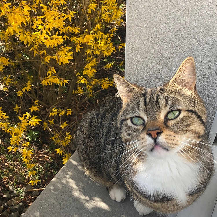 Cookie a rejoint le concours — aidez-le/la à gagner de superbes lots ! animal, bush, cat, closeup, concrete, curious, cute, daylight, feline, garden, green_eyes, nature, outdoor, pet, plant, shadow, sunlight, tabby, whiskers, yellow_flowers