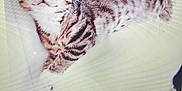 Cookie participe au concours pour gagner de l'argent avec cette photo : cat, kitten, tabby, striped, sleeping, white_background, computer_screen, pixels, desktop, keyboard, laptop, hp_logo, content, feline, pet, animal, closeup, indoor, resting, cute