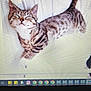 cat, kitten, tabby, striped, sleeping, white_background, computer_screen, pixels, desktop, keyboard, laptop, hp_logo, content, feline, pet, animal, closeup, indoor, resting, cute