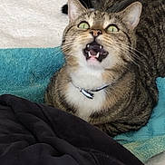 Cookie a rejoint le concours — aidez-le/la à gagner de superbes lots ! cat, tabby, green_eyes, open_mouth, towel, indoor, pet, fur, whiskers, collar, animal, looking_up, expression, surprised, close_up, domestic_cat, striped, cute, feline, mouth_open