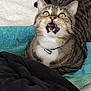 cat, tabby, green_eyes, open_mouth, towel, indoor, pet, fur, whiskers, collar, animal, looking_up, expression, surprised, close_up, domestic_cat, striped, cute, feline, mouth_open