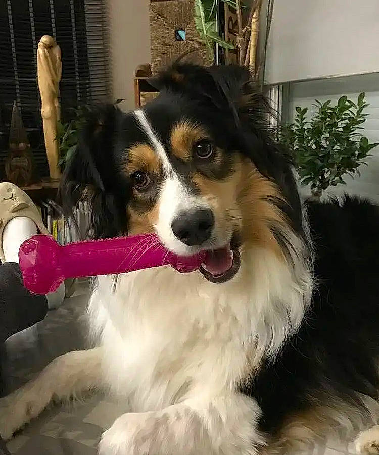 Ommy a rejoint le concours — aidez-le/la à gagner de superbes lots ! ancient_dog_breeds, canidae, carnivore, companion_dog, dog, dog_breed, fur, herding_dog, houseplant, plant, snout, sporting_group, toy_dog, whiskers, working_animal, working_dog