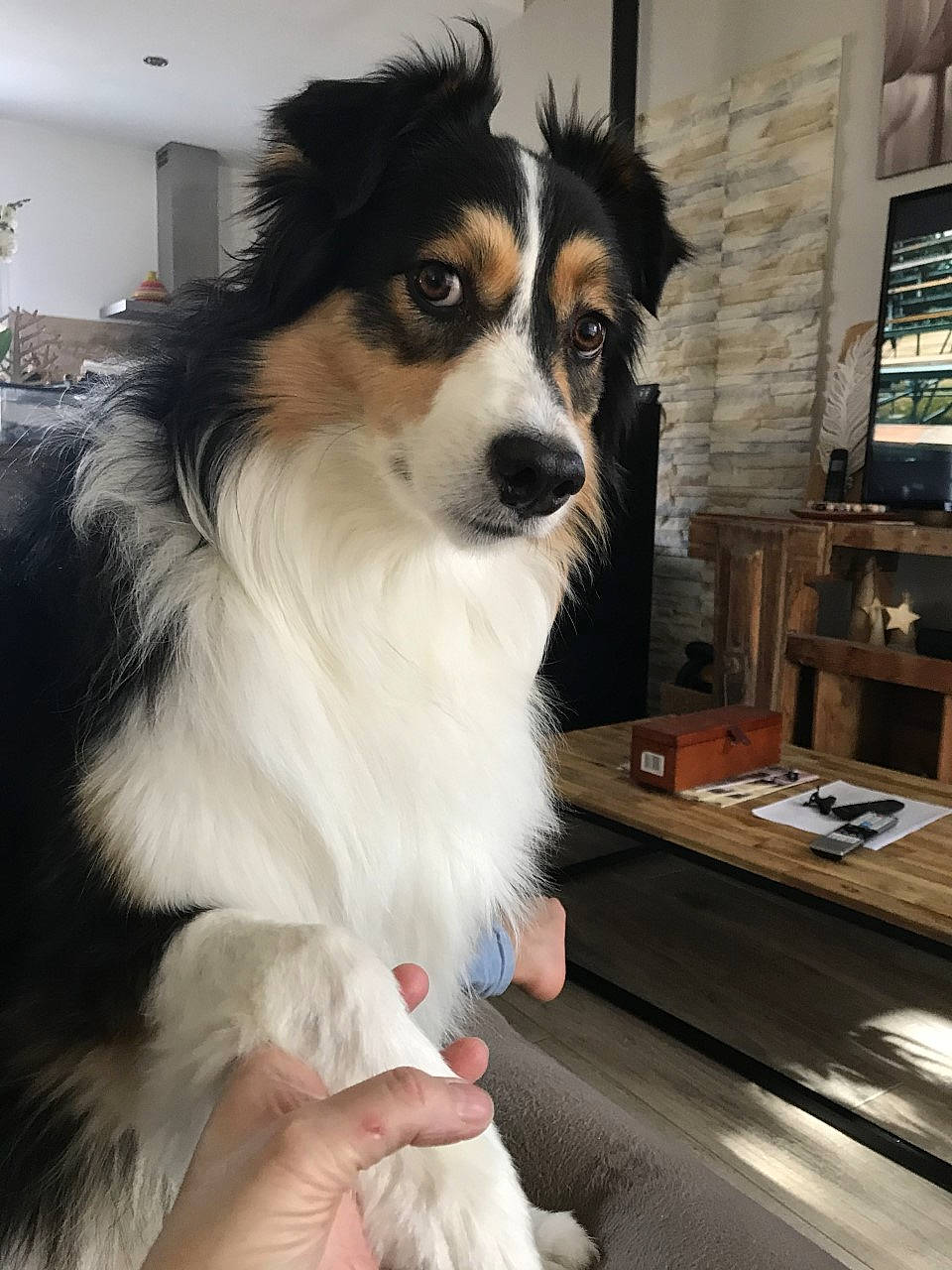 Ommy a rejoint le concours — aidez-le/la à gagner de superbes lots ! border_collie, canidae, carnivore, companion_dog, computer_keyboard, computer_monitor, dog, dog_breed, fur, herding_dog, office_supplies, picture_frame, snout, sporting_group, television, toy_dog, working_animal, working_dog