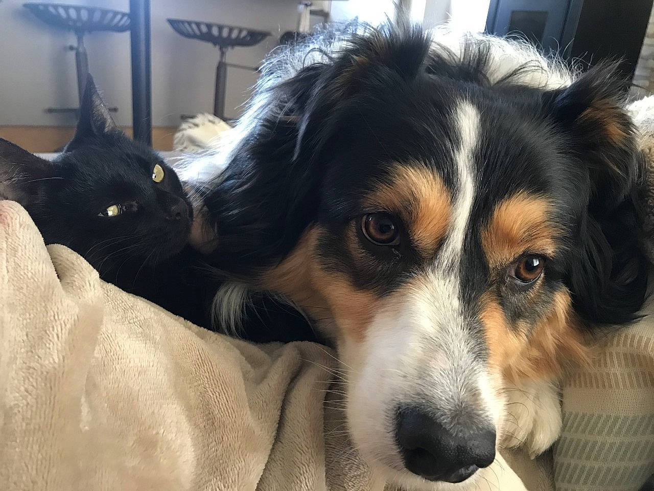 Cachou participe au concours pour gagner de l'argent avec cette photo : bored, canidae, carnivore, comfort, companion_dog, couch, dog, dog_breed, dog_supply, door, fur, pet_supply, puppy, snout, sporting_group, terrestrial_animal, whiskers, working_animal, working_dog