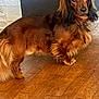dog, dachshund, long_hair, pet, animal, floor, wooden_floor, indoor, brown_fur, curious, looking_at_camera, domestic_animal, fur, ears, tail, four_legs, companion, house, texture, portrait